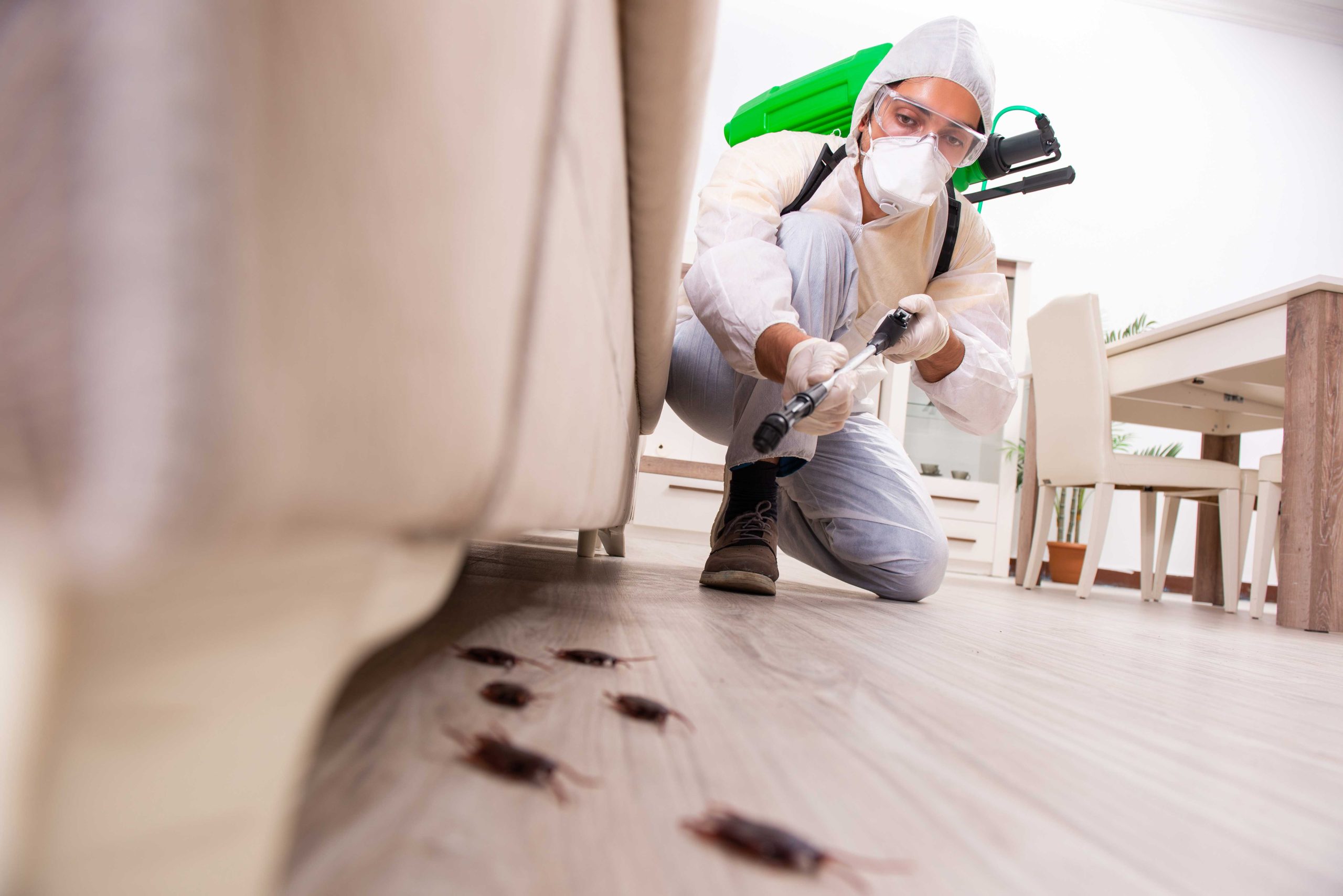 A termite inspections expert has defeated a gang of termites taking over Bradenton, Florida.
